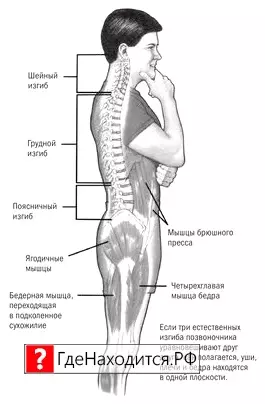 Где Находится Бедро У Человека Фото